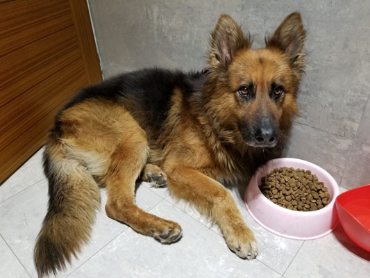 perro salva a la persona